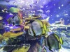 ripleys-aquarium-rainbow-reef